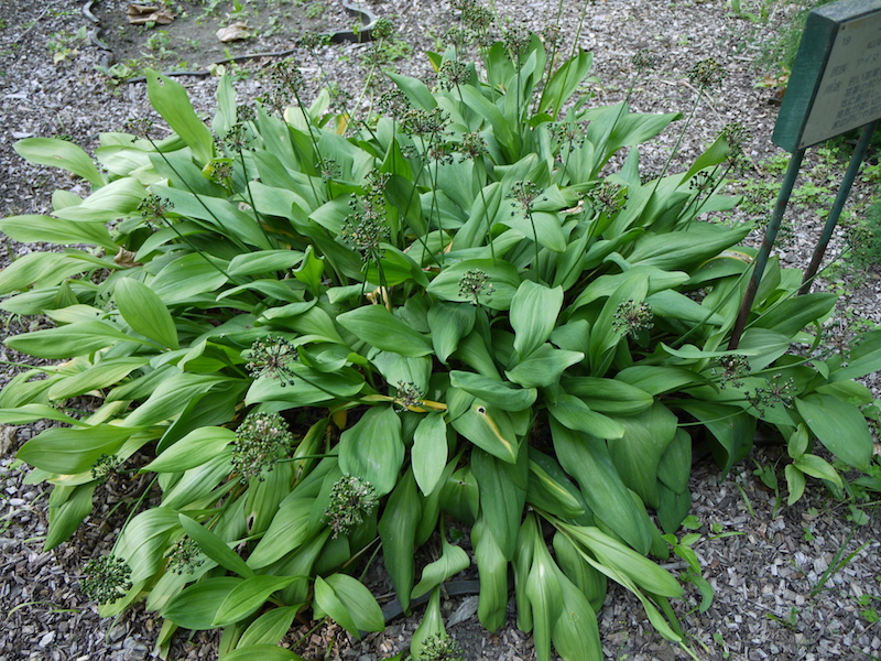 ギョウジャニンニク(Allium victorialis var. platyphyllum)