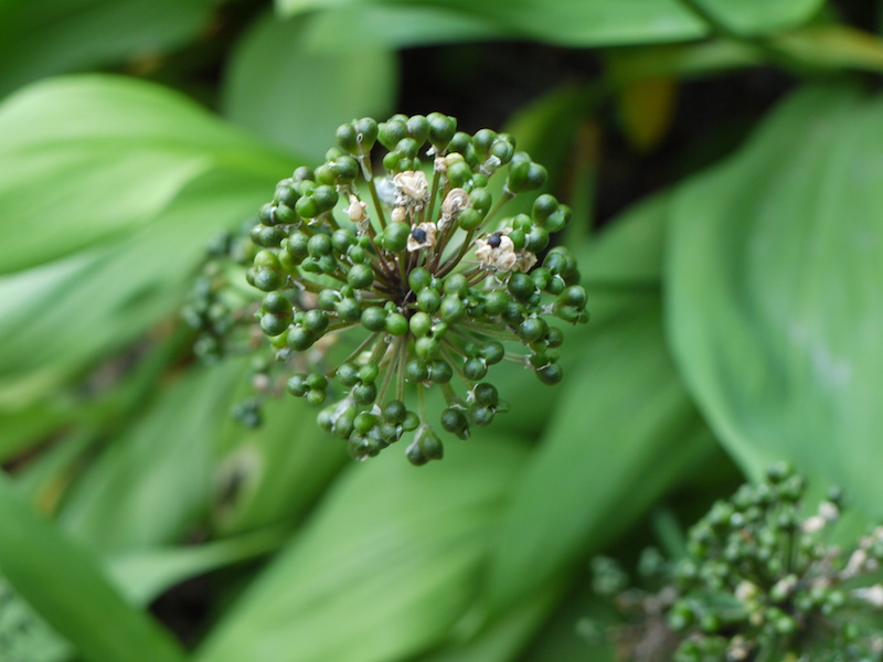 ギョウジャニンニク(Allium victorialis var. platyphyllum)