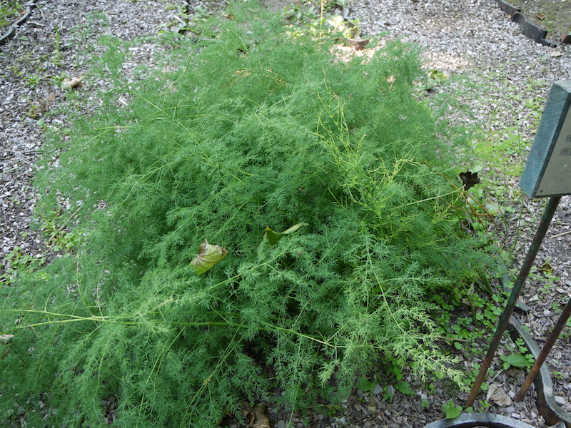 キジカクシ(Asparagus schoberioides)