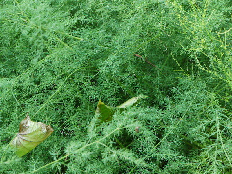 キジカクシ(Asparagus schoberioides)