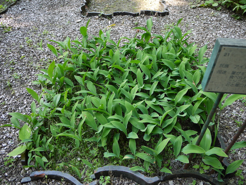 スズラン(Convallaria keiskei)