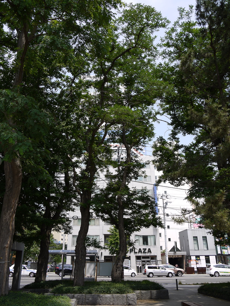 ニセアカシア(Robinia pseudoacacia)