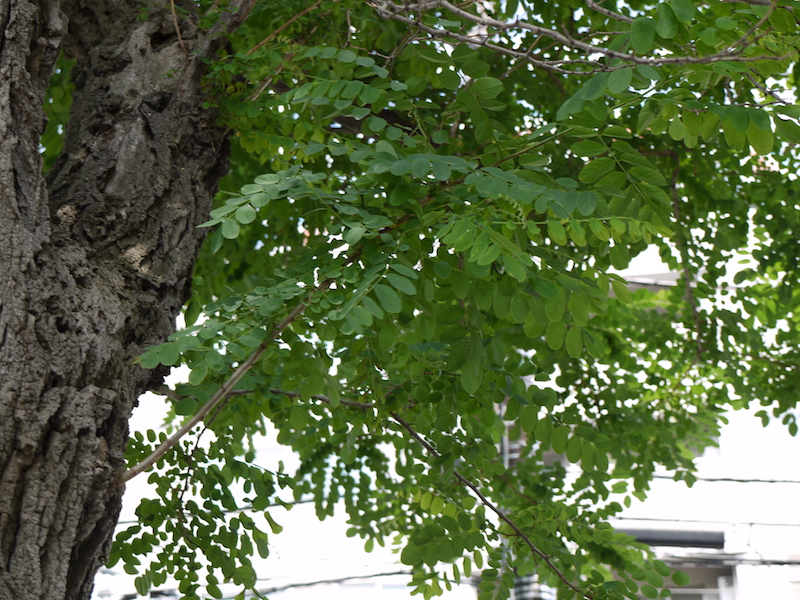 ニセアカシア(Robinia pseudoacacia)