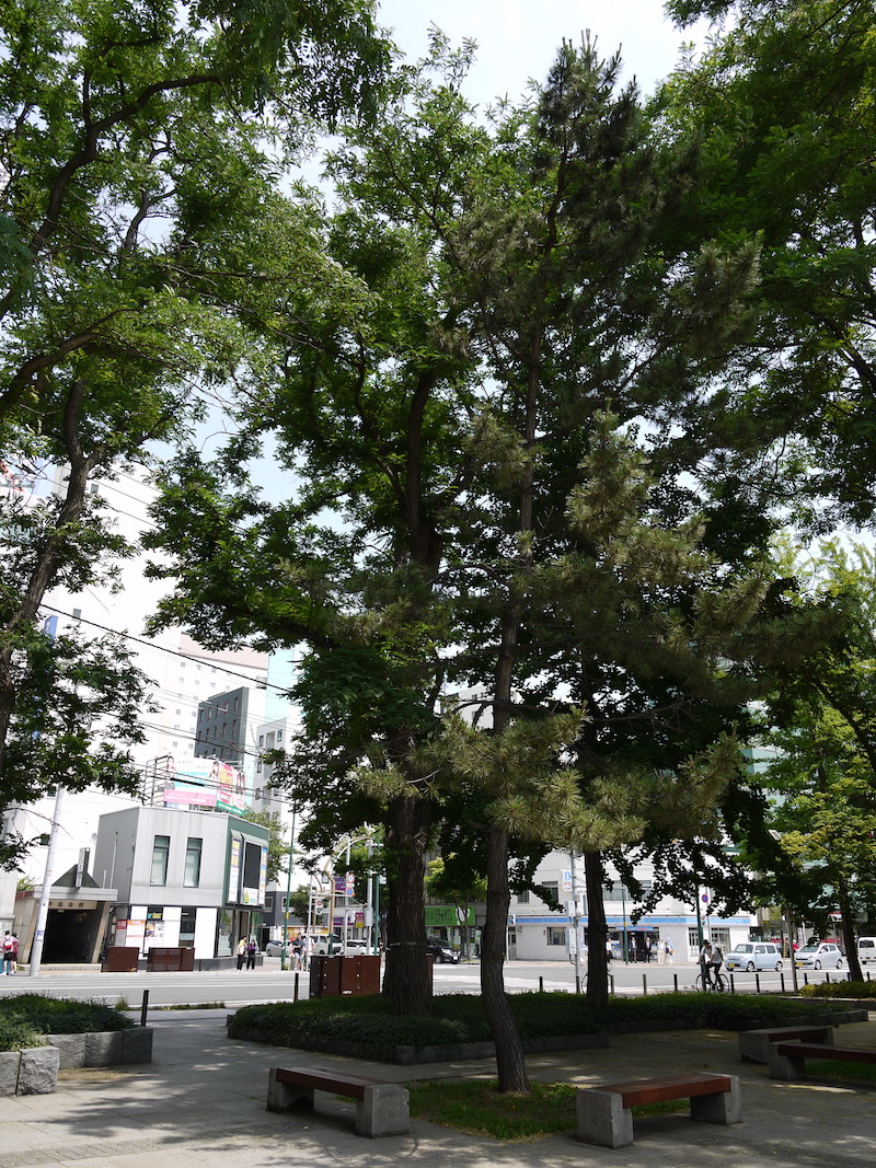 クロマツ(Pinus thunbergii)