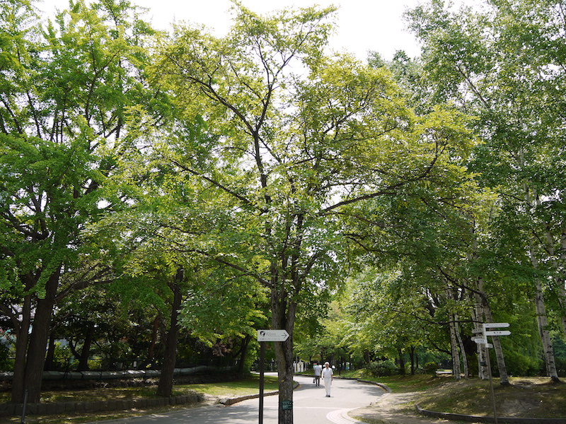 ハルニレ(Ulmus davidiana var. japonica)