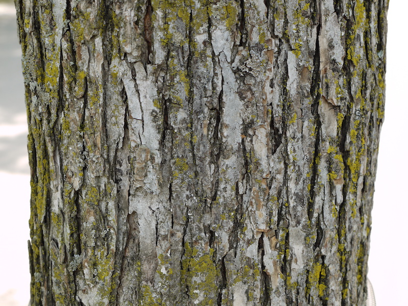 ハルニレ(Ulmus davidiana var. japonica)