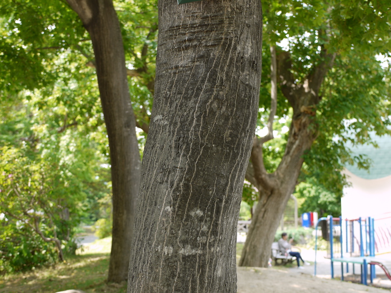 ヤマモミジ(Acer palmatum var. matsumurae)