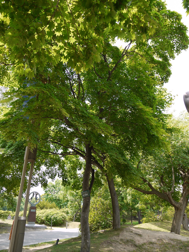 ヤマモミジ(Acer palmatum var. matsumurae)