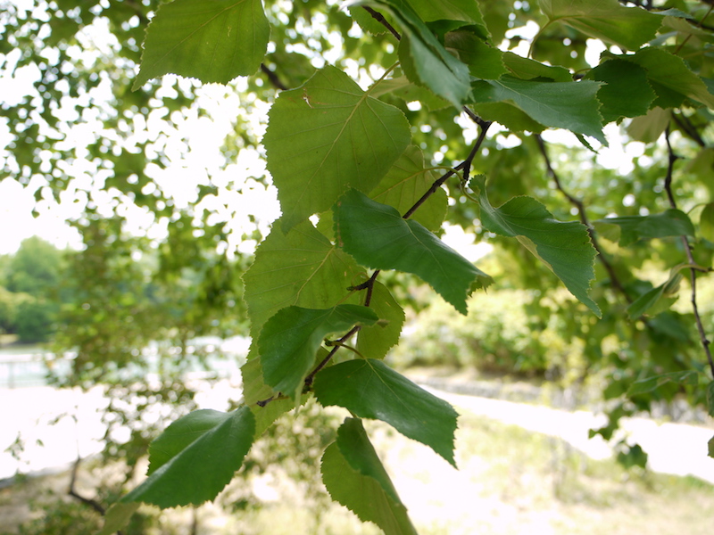 シラカンバ(Betula platyphylla var. japonica)