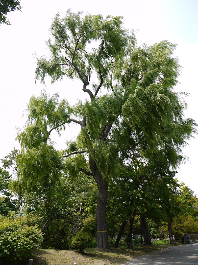 シダレヤナギ(Salix babylonica)