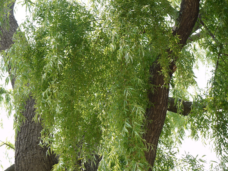 シダレヤナギ(Salix babylonica)