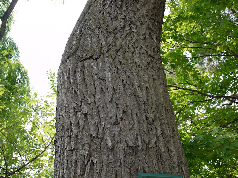 シダレヤナギ(Salix babylonica)