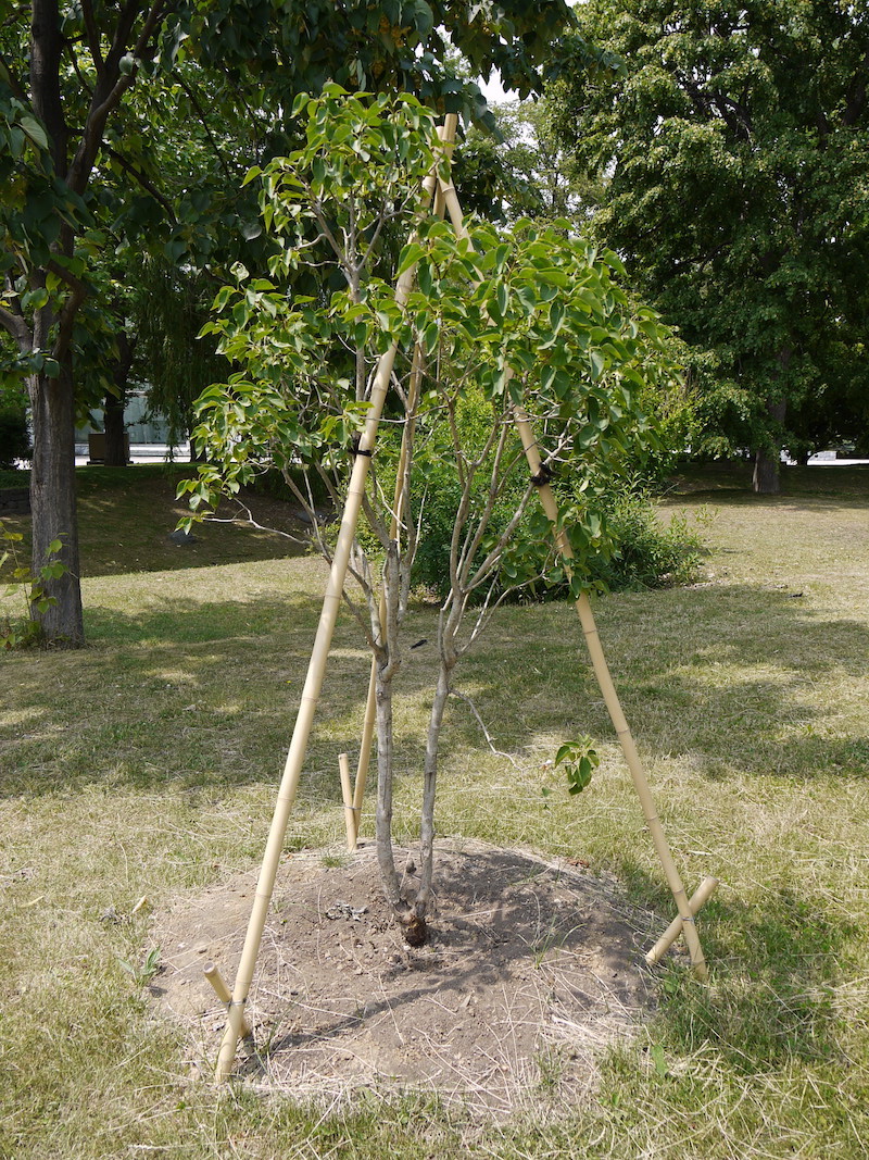 ライラック(Syringa vulgaris)