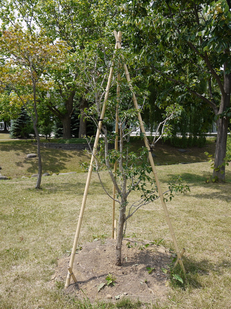 ライラック(Syringa vulgaris)