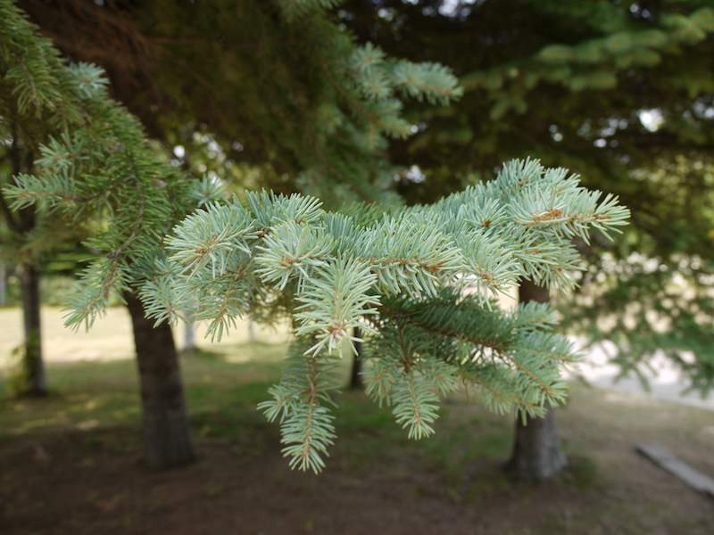 プンゲンストウヒ(Picea pungens)