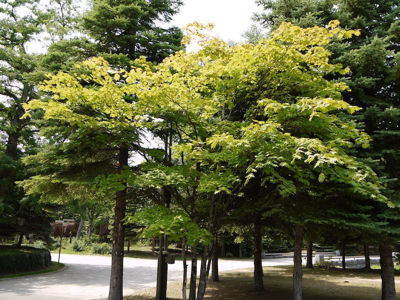 ハウチワカエデ(Acer japonicum)