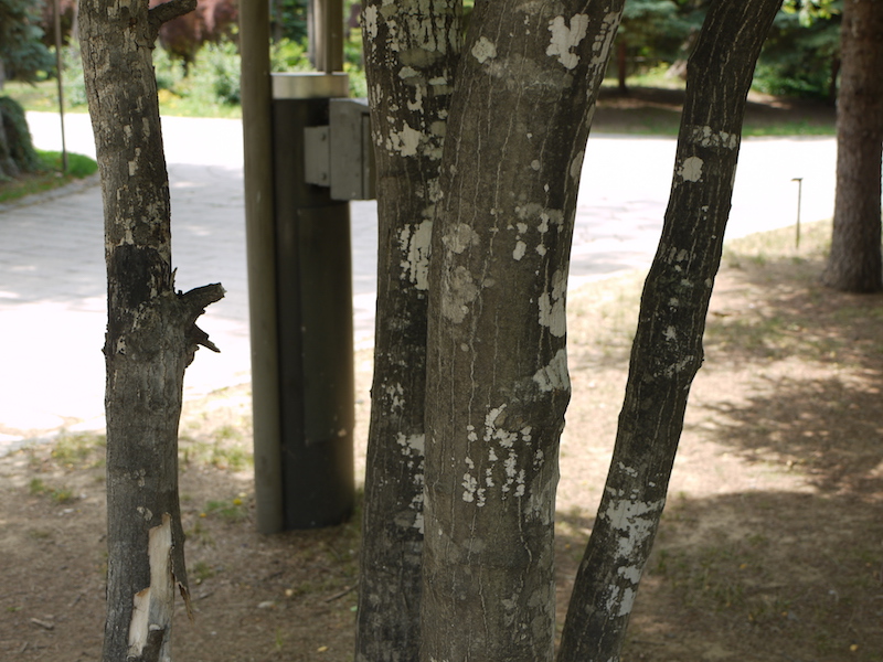 ハウチワカエデ(Acer japonicum)