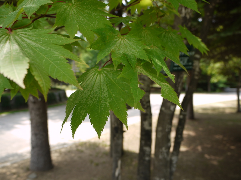 ハウチワカエデ(Acer japonicum)