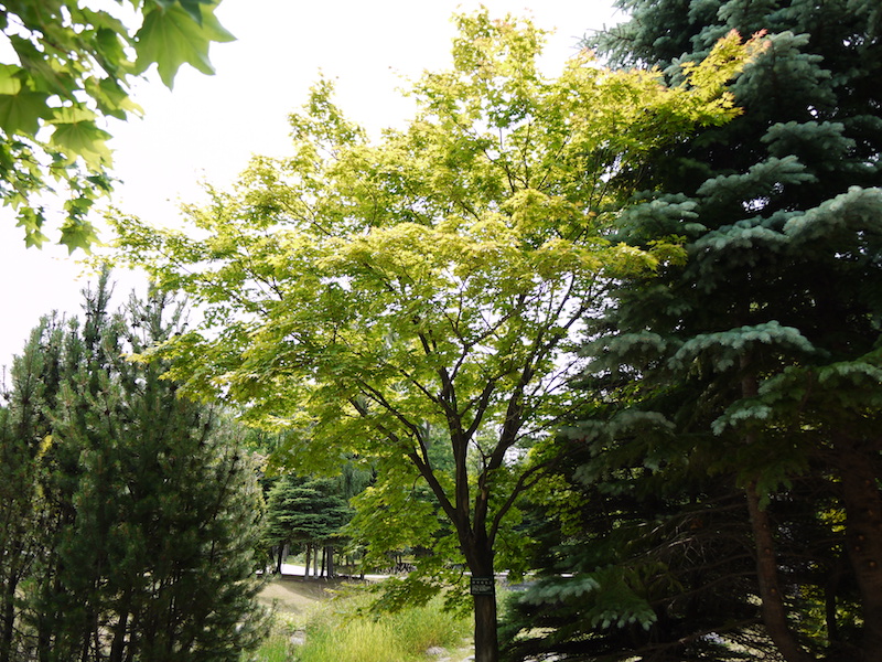 ヤマモミジ(Acer palmatum var. matsumurae)