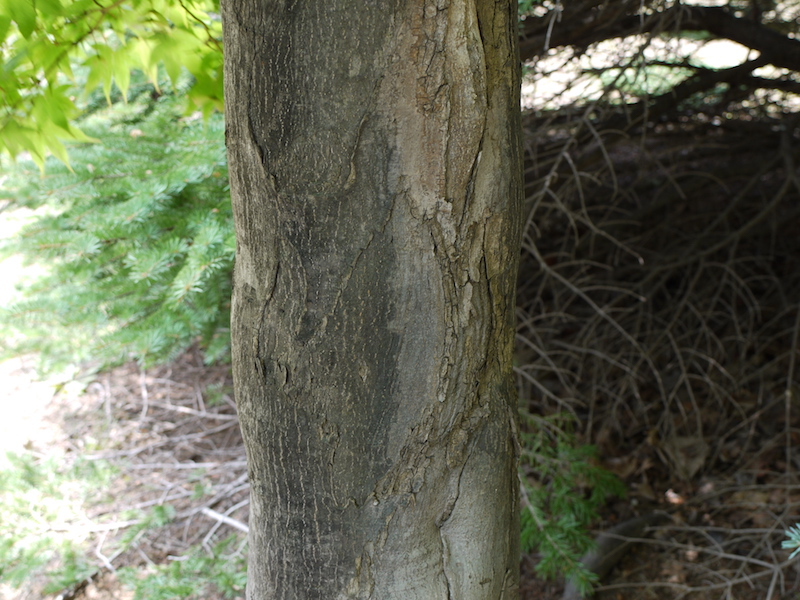 ヤマモミジ(Acer palmatum var. matsumurae)