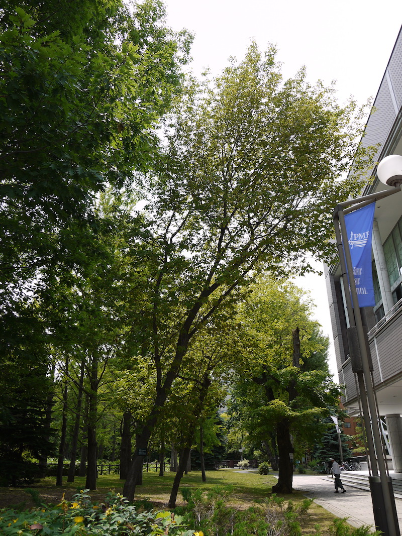 ネグンドカエデ(Acer negundo)