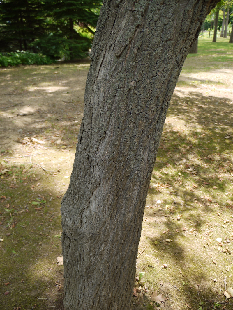 ネグンドカエデ(Acer negundo)