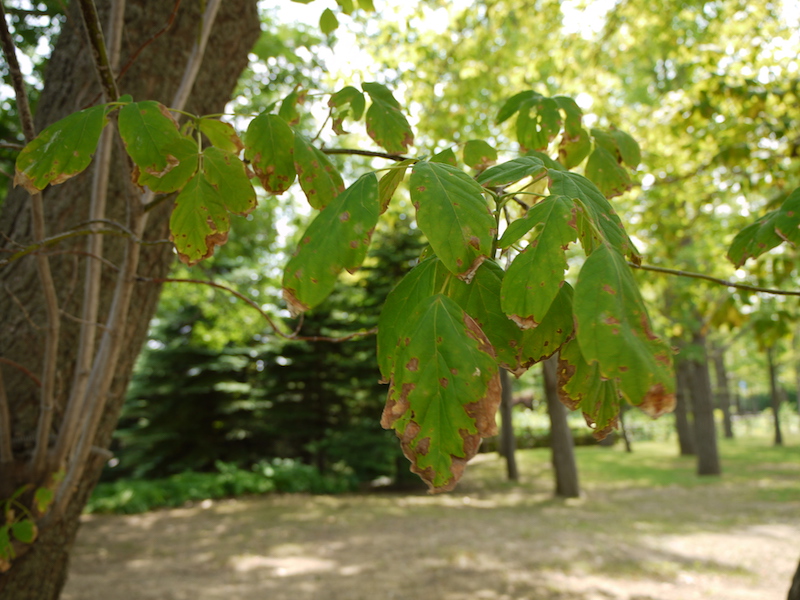 ネグンドカエデ(Acer negundo)