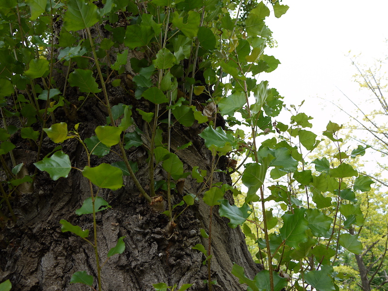 ポプラ(Populus)