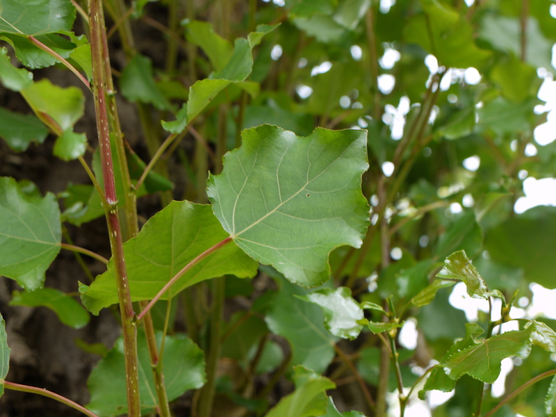 ポプラ(Populus)