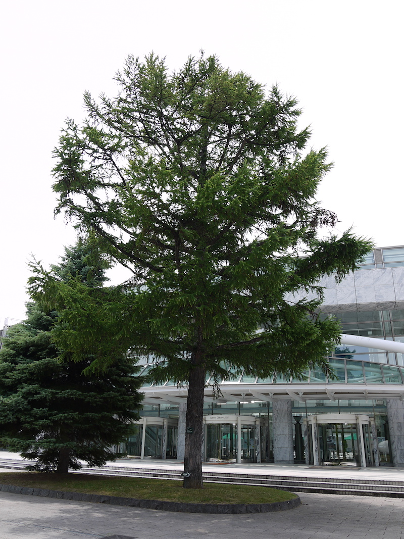 カラマツ(Larix kaempferi)