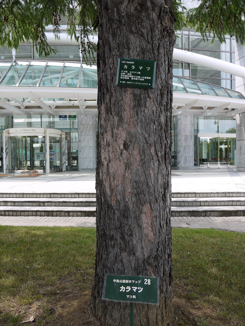 カラマツ(Larix kaempferi)