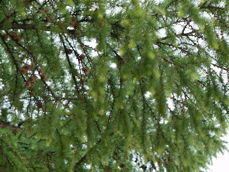 カラマツ(Larix kaempferi)