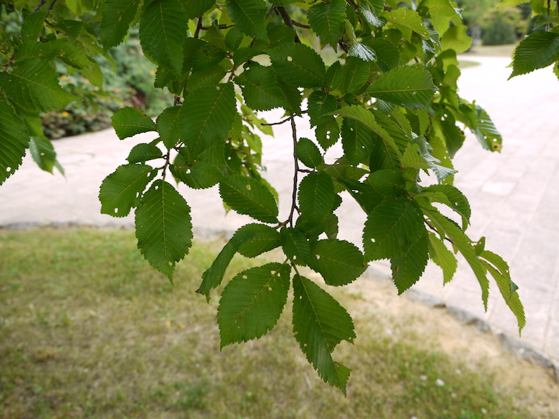 ハルニレ(Ulmus davidiana var. japonica)