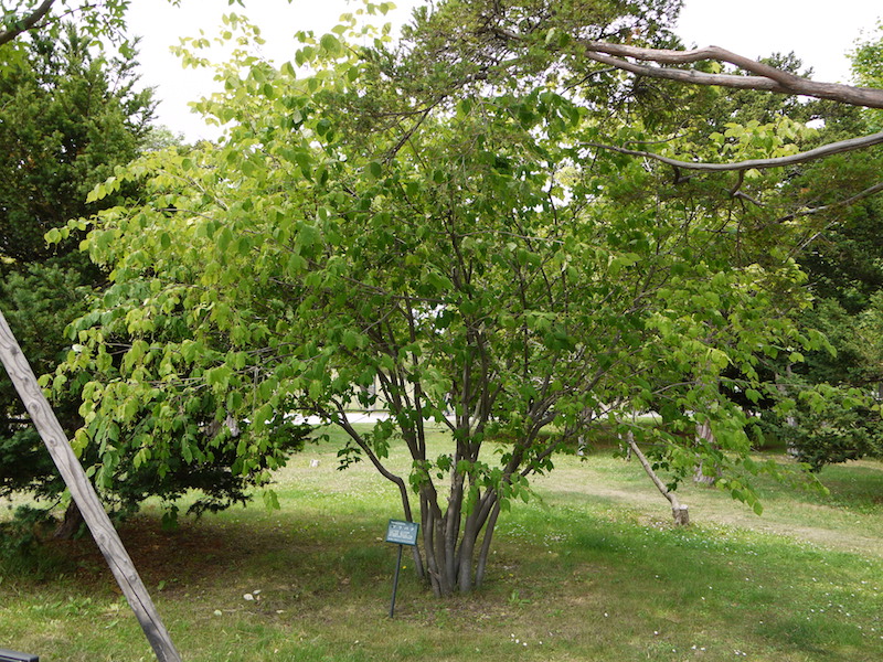 ツリバナ(Euonymus oxyphyllus)