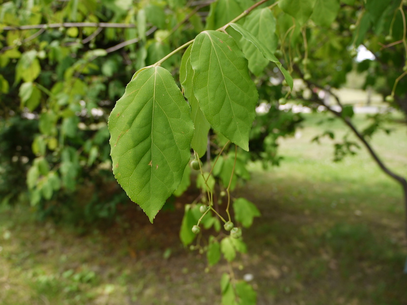 ツリバナ(Euonymus oxyphyllus)