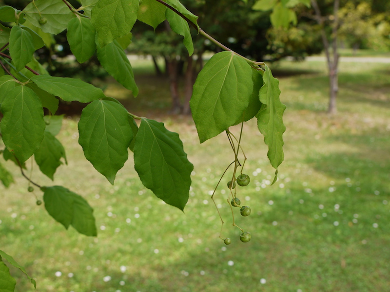 ツリバナ(Euonymus oxyphyllus)