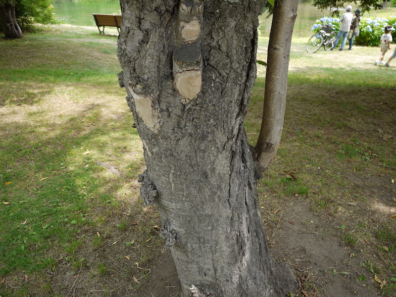 ソメイヨシノ(Prunus ×yedoensis)