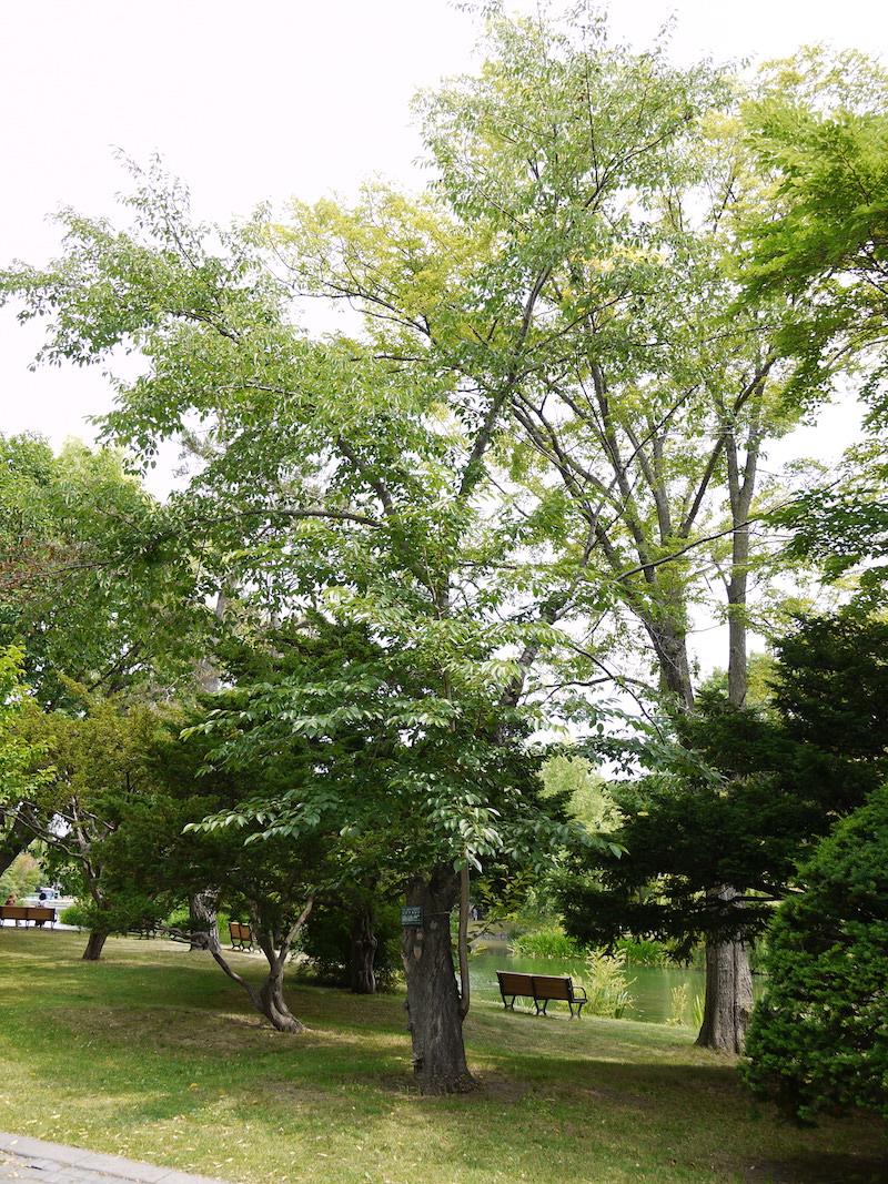 ソメイヨシノ(Prunus ×yedoensis)