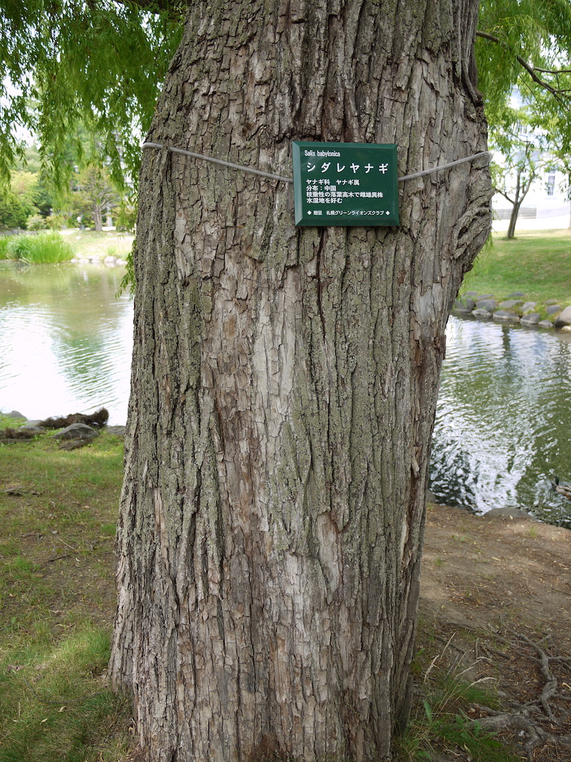 シダレヤナギ(Salix babylonica)