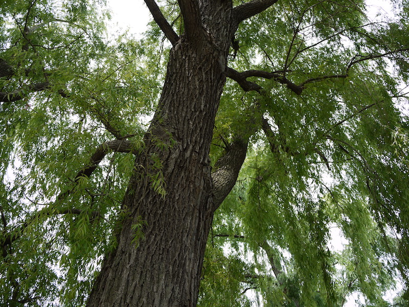 シダレヤナギ(Salix babylonica)