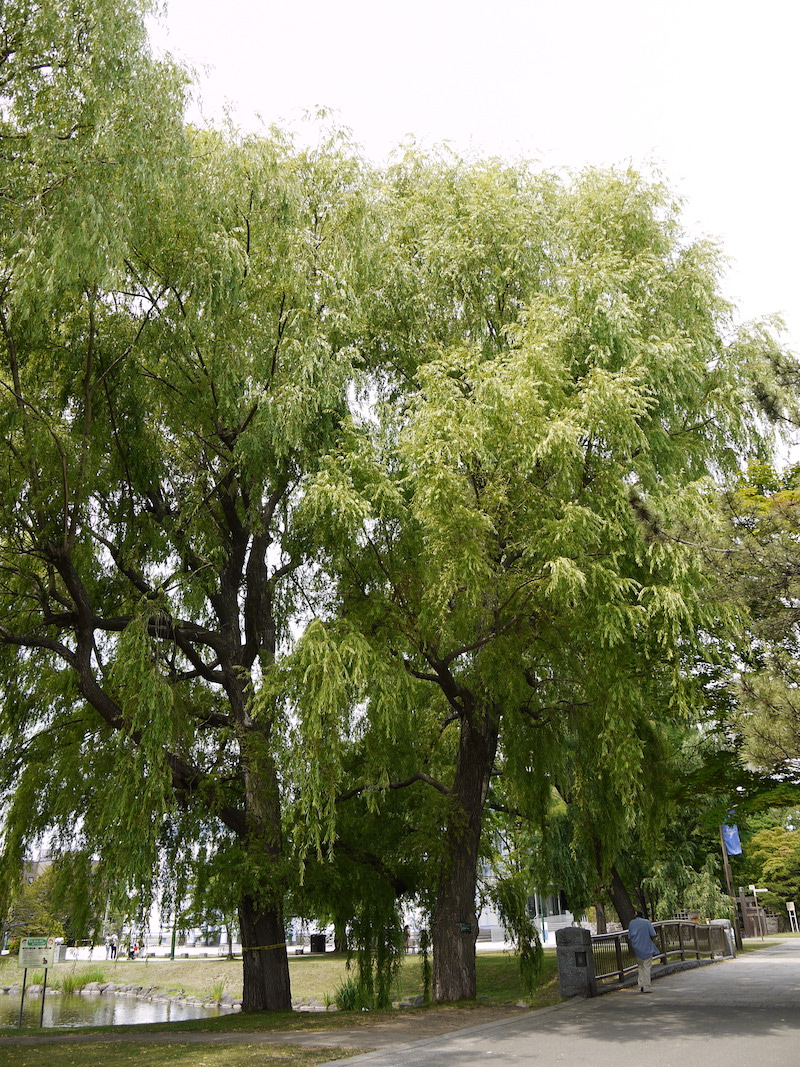 シダレヤナギ(Salix babylonica)