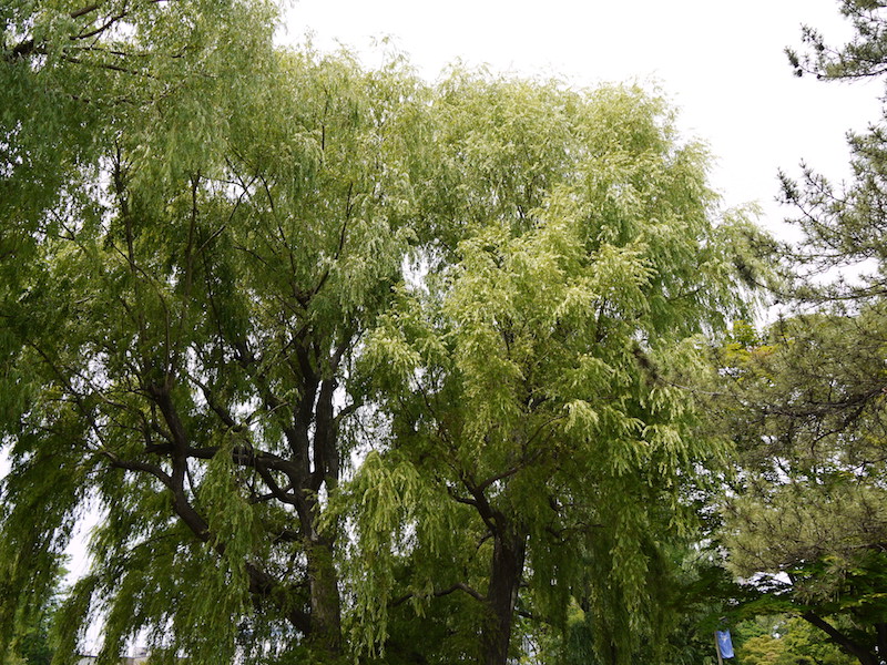 シダレヤナギ(Salix babylonica)