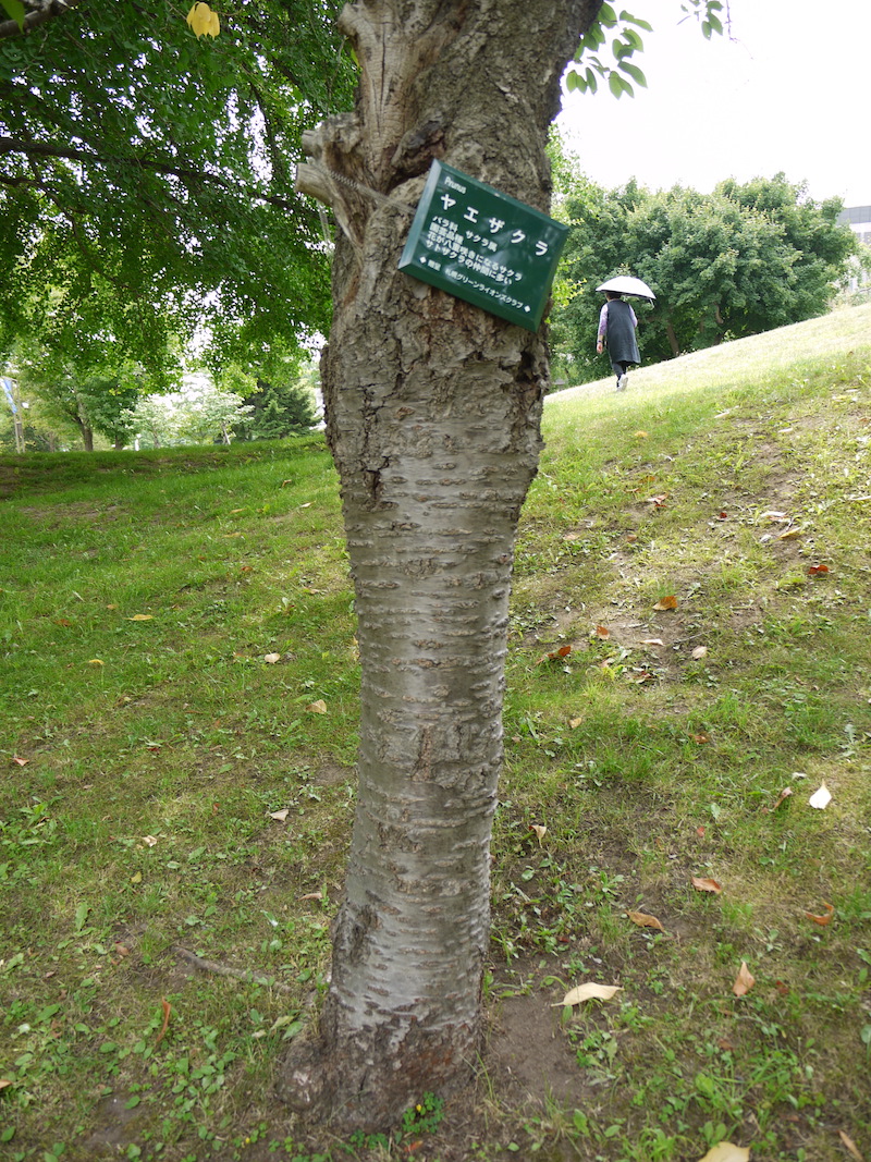 ヤエザクラ(Prunus)