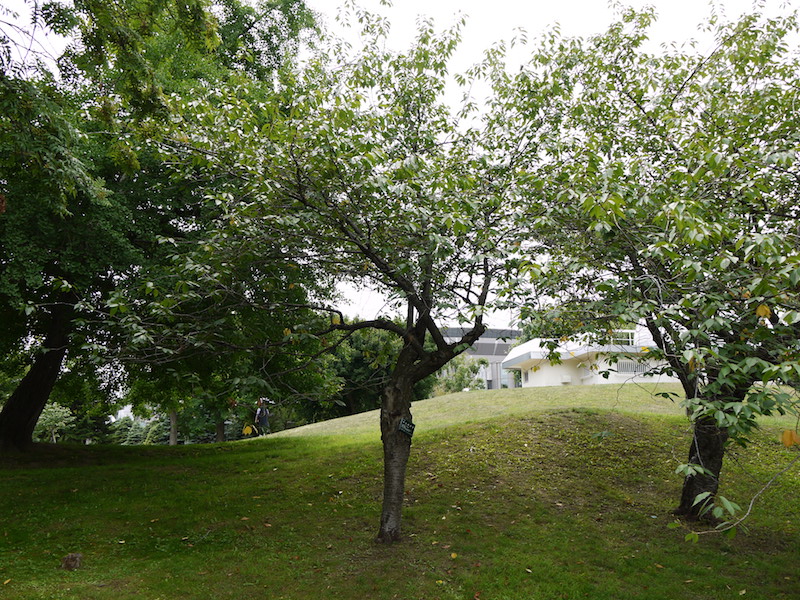 ヤエザクラ(Prunus)