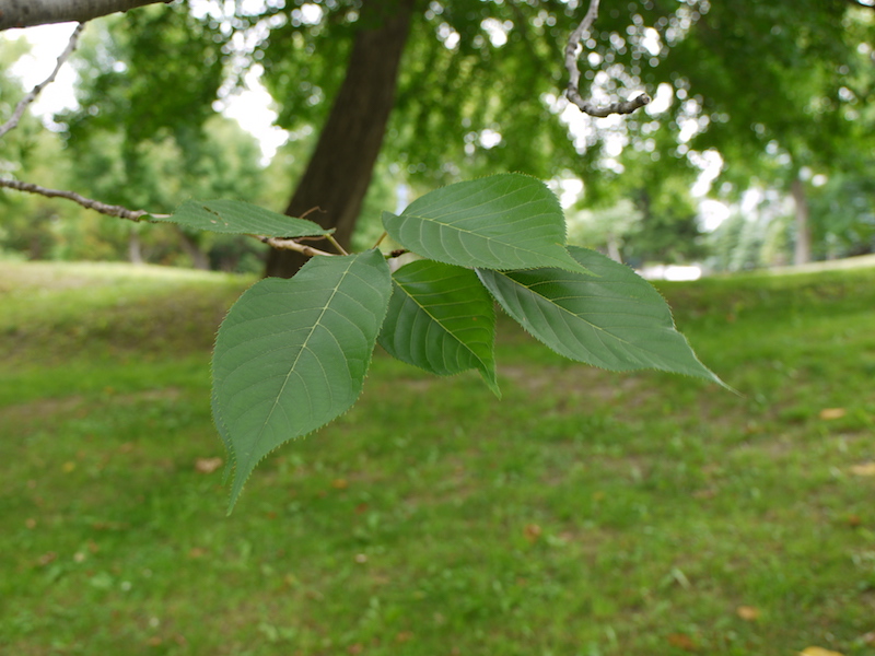 ヤエザクラ(Prunus)