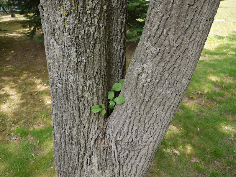 アオダモ(Fraxinus lanuginosa f. serrata)