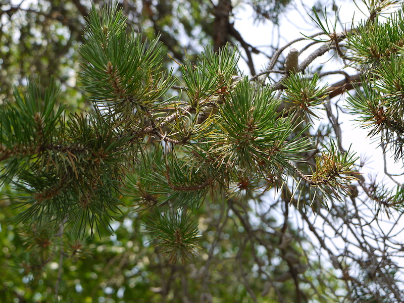 ヨーロッパアカマツ(Pinus sylvestris)