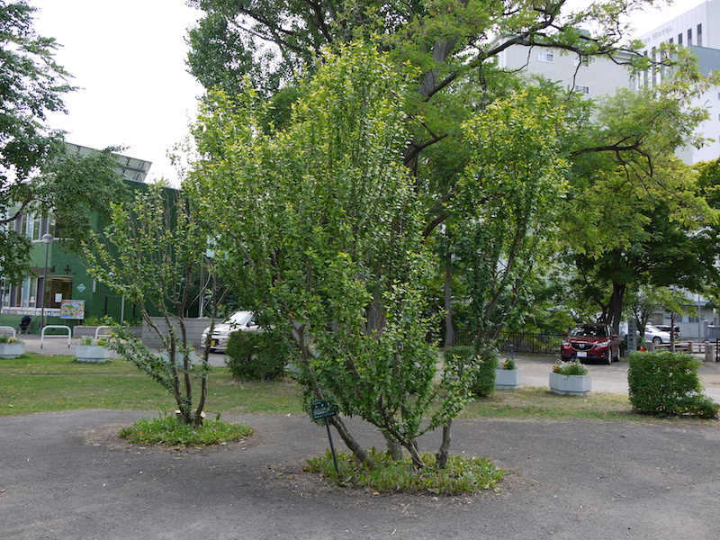 ムクゲ(Hibiscus syriacus)