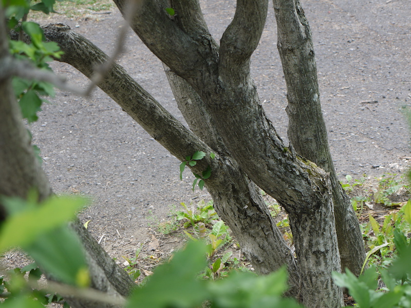 ムクゲ(Hibiscus syriacus)