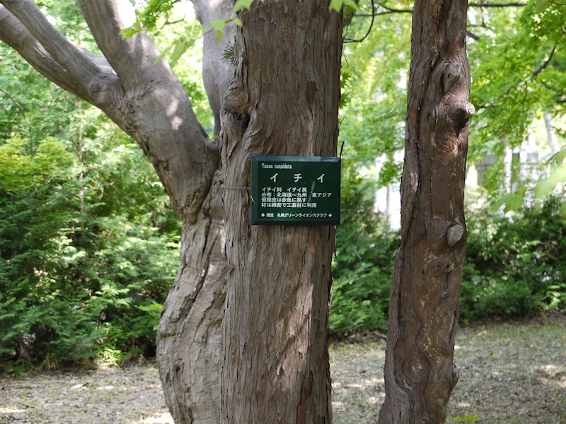 イチイ(Taxus cuspidata)